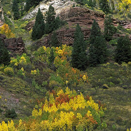 Colorado Autumn       by Sally Weigand