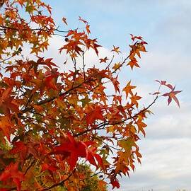 Colorful Fall Leaves by Sharon Popek