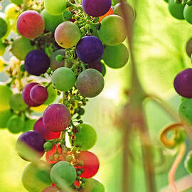 Colorful Grapes