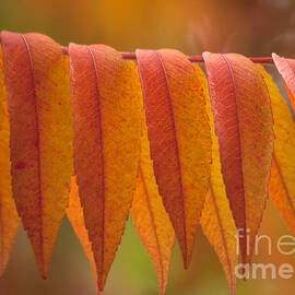 Colorful Sumac foliage in fall by Heiko Koehrer-Wagner