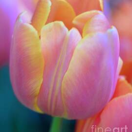 Colorful Tulip by Kathleen Struckle