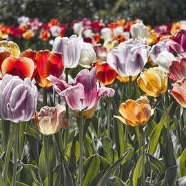 Colorful Tulips in the Sun