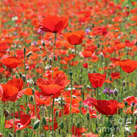 Commemorative Poppies