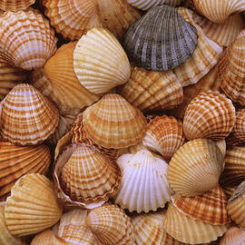 Common Cockle Shells by Duncan Usher