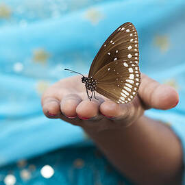 Common Crow Butterfly by Tim Gainey