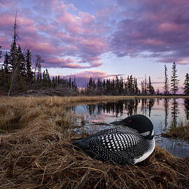 Common Loon On Bog Nest British Columbia by Connor Stefanison