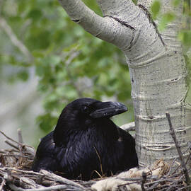 Common Raven Incubating Eggs In Nest by Michael Quinton