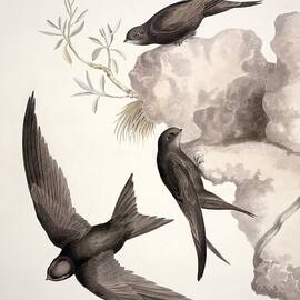 Common swift, 19th century by Science Photo Library