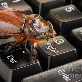 Computer bug by Sinisa Botas