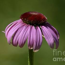 Coneflower by Randy Bodkins