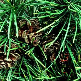 Eastern White Pine Cones by Geoff Kidd/science Photo Library