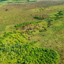 Congo Grassland by JAMES STEINBERG