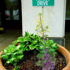 Container Garden 3