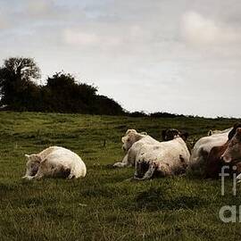 Contented Cows of County Clare