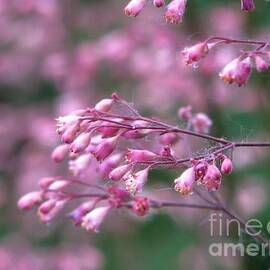 Coralbells Thru My Eyes 2