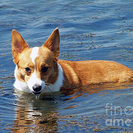 Corgi Cooling Off