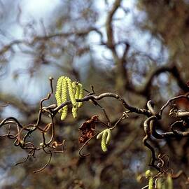 Corkscrew Hazel by Science Photo Library