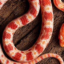 Corn Snake P. Guttatus On Tree Bark by David Kenny