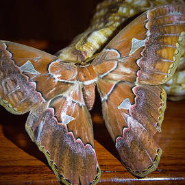 Costa Rican Moth by Natural Focal Point Photography