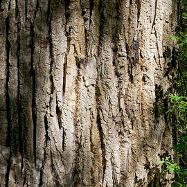 Cottonwood Trunk with Summer Sun by Mary Lee Dereske