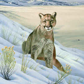 'Cougar in Snow' by Paul Krapf