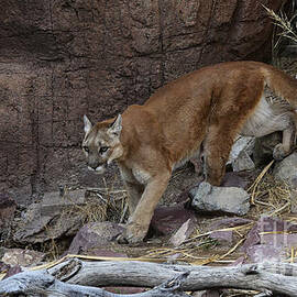 Cougar On The Prowl by Bob Christopher