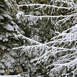 Country First Snow