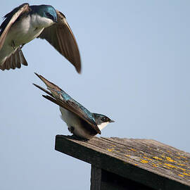 Courting Tree Swallows 