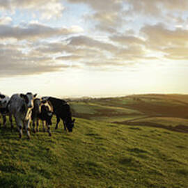 Cows In Field Overlooking Coast At by Peter Cade