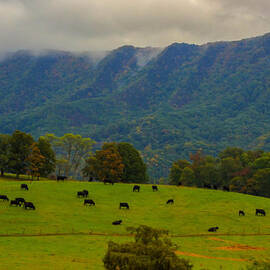 Cows in the Meadows