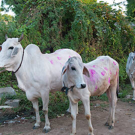Cows Painted In Different Patterns by Inger Hogstrom