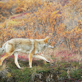 Coyote Canis Latrans Hunts In Autumn by Cathy Hart / Design Pics