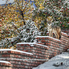 Coyote On Guard by Eddie Yerkish