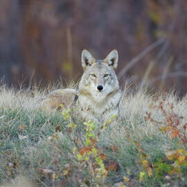 Coyote Relaxing by David C Stephens