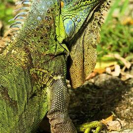 Cozumel Green Iguana by Adam Jewell