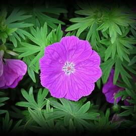 Cranesbill Bloom