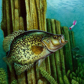 Crappie and Posts by JQ Licensing
