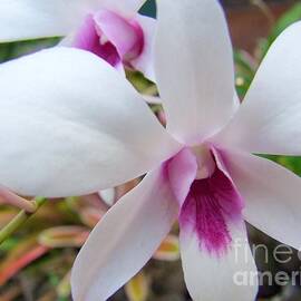 Creamy White and Hot Pink Orchid by Mary Deal