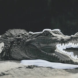 CROCODILE ESCAPES PROM PRIVATE MENAGERIE TINY REPTILE CREATES LOCAL SENSATION by Retro Images Archive