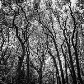 Crooked Trees by Martin Wahlborg