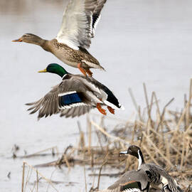 Crowded Flight Pattern by Michael Dawson