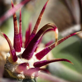 Crown of Cactus by Kelley King