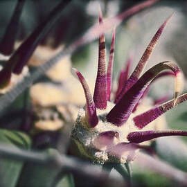 Crown of Thorns by Kelley King