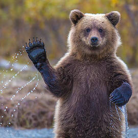 Cub Scouts Honor 