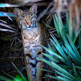 Curious Bobcat by Mark Andrew Thomas