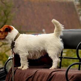 Cute dog on carriage seat Bruges Belgium