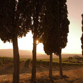 Cypress Trees And Grapevines, Tuscany by Walter Zerla