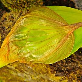 Daffodil Bud