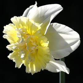 Daffodil Delight by Joy Watson