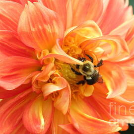 Dahlia with Bumble Bee 2